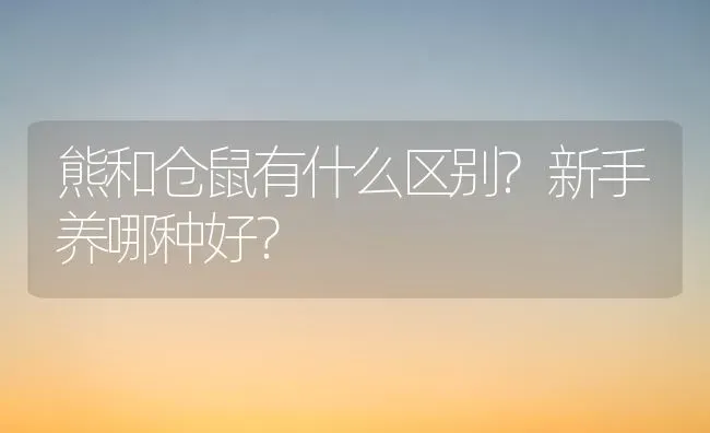 熊和仓鼠有什么区别?新手养哪种好？ | 动物养殖问答