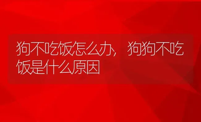 狗不吃饭怎么办,狗狗不吃饭是什么原因 | 宠物百科知识