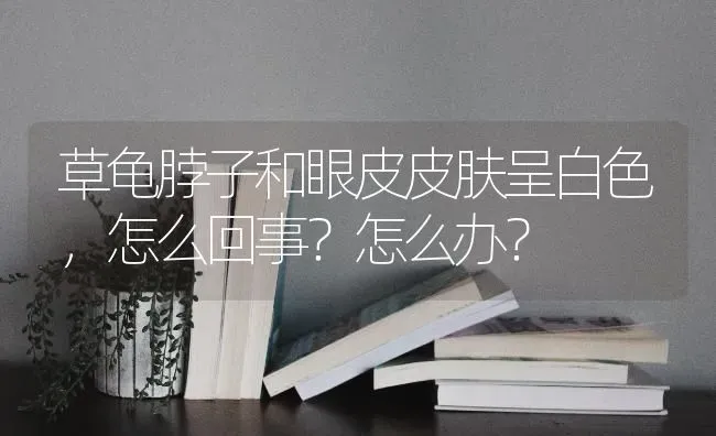 草龟脖子和眼皮皮肤呈白色，怎么回事？怎么办？ | 动物养殖问答