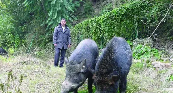 牧草养殖野猪技术