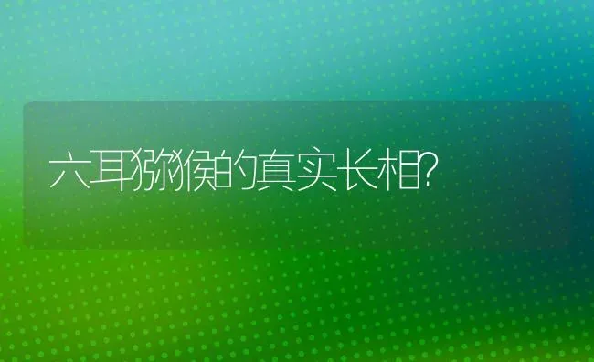 六耳猕猴的真实长相？ | 动物养殖问答