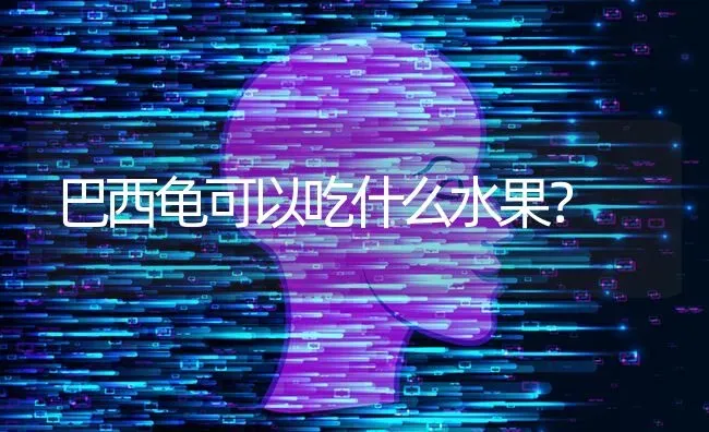 巴西龟可以吃什么水果？ | 动物养殖问答