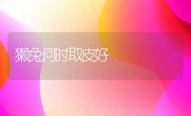 獭兔何时取皮好 | 动物养殖学堂