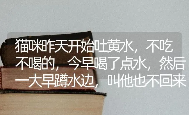 猫咪昨天开始吐黄水，不吃不喝的，今早喝了点水，然后一大早蹲水边，叫他也不回来，把爪子浸在水里，抱？ | 动物养殖问答