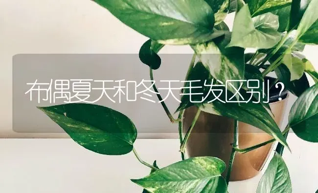 布偶夏天和冬天毛发区别？ | 动物养殖问答