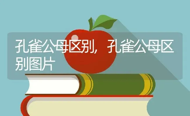 孔雀公母区别,孔雀公母区别图片 | 宠物百科知识