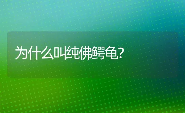 为什么叫纯佛鳄龟？ | 动物养殖问答