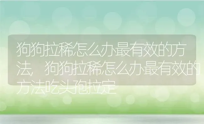 狗狗拉稀怎么办最有效的方法,狗狗拉稀怎么办最有效的方法吃头孢拉定 | 宠物百科知识