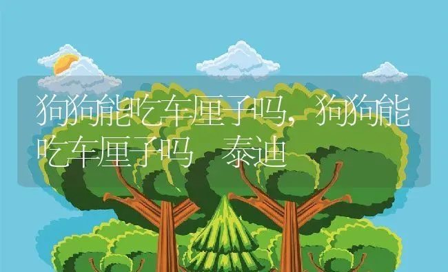 狗狗能吃车厘子吗,狗狗能吃车厘子吗 泰迪 | 宠物百科知识