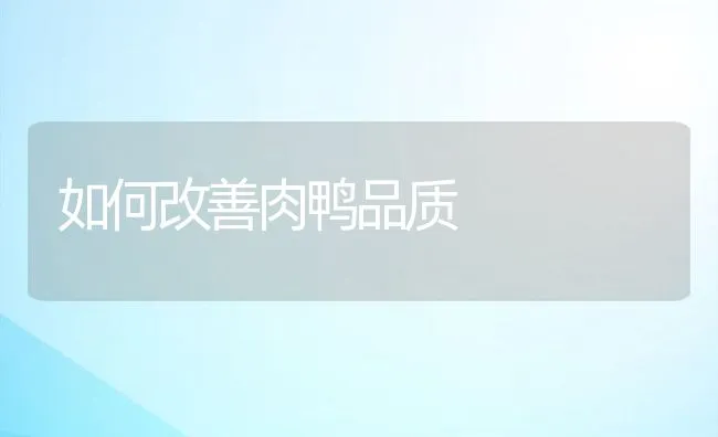 如何改善肉鸭品质 | 动物养殖饲料