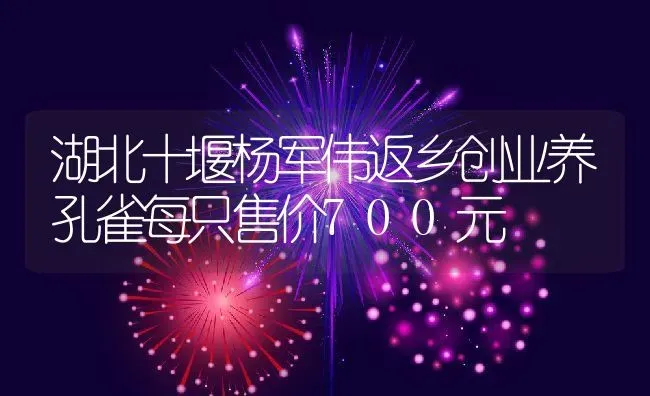 湖北十堰杨军伟返乡创业养孔雀每只售价700元 | 动物养殖百科