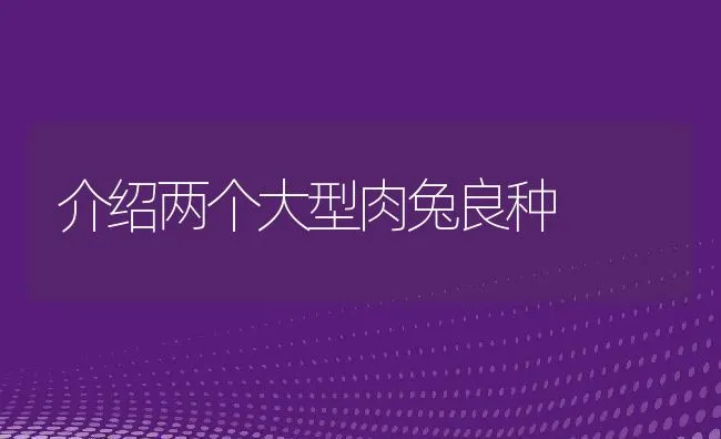 介绍两个大型肉兔良种 | 水产养殖知识