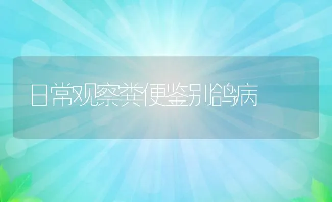 日常观察粪便鉴别鸽病 | 水产养殖知识