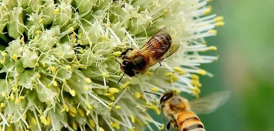 有关蜜蜂数字常识 ，一只蜜蜂的重量