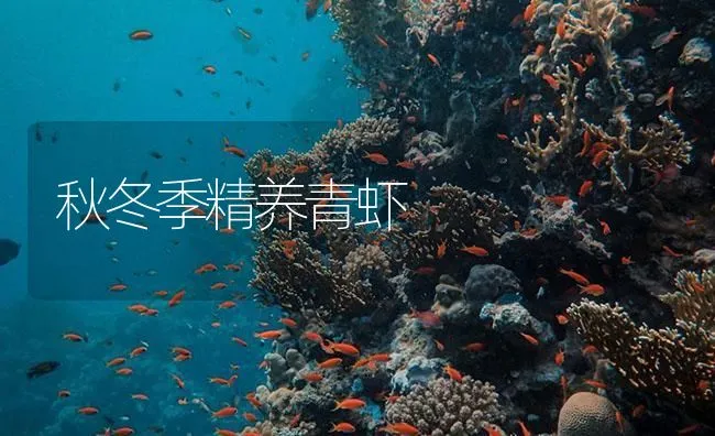 秋冬季精养青虾 | 海水养殖技术