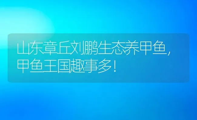 山东章丘刘鹏生态养甲鱼，甲鱼王国趣事多！ | 动物养殖百科