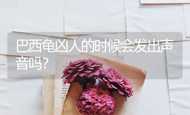 巴西龟凶人的时候会发出声音吗？ | 动物养殖问答