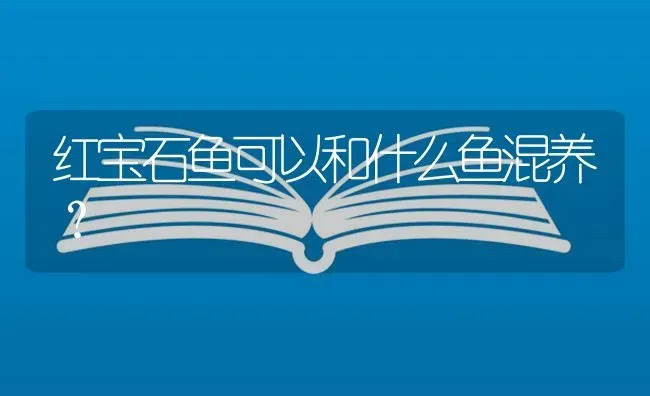 红宝石鱼可以和什么鱼混养？ | 鱼类宠物饲养