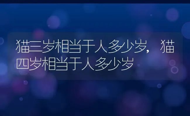 猫三岁相当于人多少岁,猫四岁相当于人多少岁 | 宠物百科知识