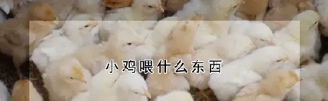 小鸡喂什么东西