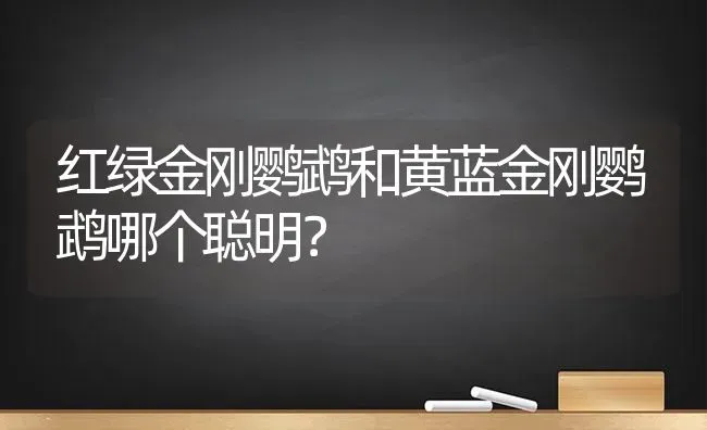 红绿金刚鹦鹉和黄蓝金刚鹦鹉哪个聪明？ | 动物养殖问答