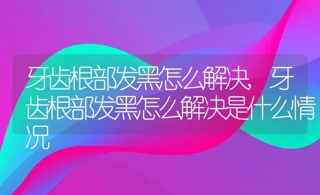 牙齿根部发黑怎么解决,牙齿根部发黑怎么解决是什么情况 | 宠物百科知识