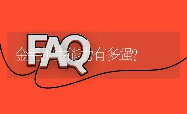 金毛护主能力有多强？ | 动物养殖问答