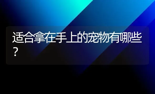 适合拿在手上的宠物有哪些？ | 动物养殖问答