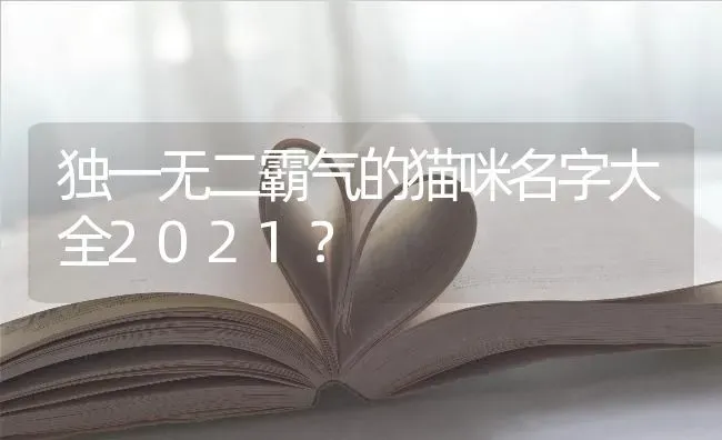 独一无二霸气的猫咪名字大全2021？ | 动物养殖问答