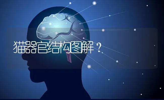 猫器官结构图解？ | 动物养殖问答