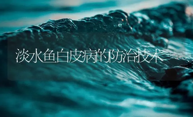 淡水鱼白皮病的防治技术 | 海水养殖技术