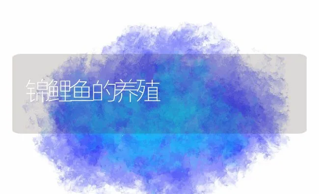 龙虾暂养技术 | 动物养殖饲料