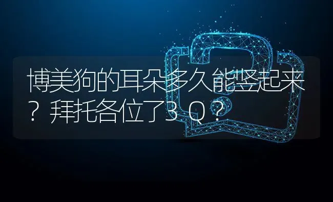 博美狗的耳朵多久能竖起来？拜托各位了3Q？ | 动物养殖问答