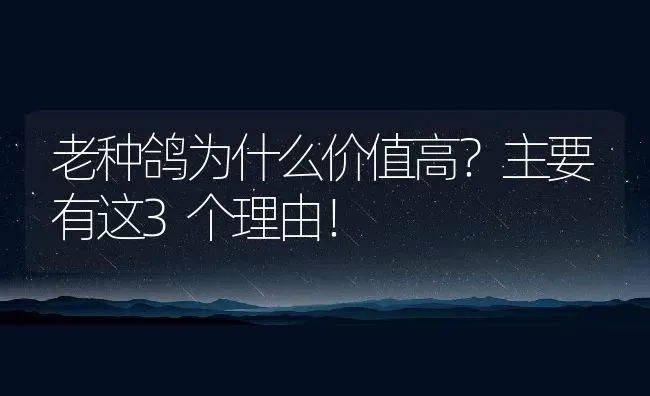 老种鸽为什么价值高？主要有这3个理由！ | 动物养殖百科