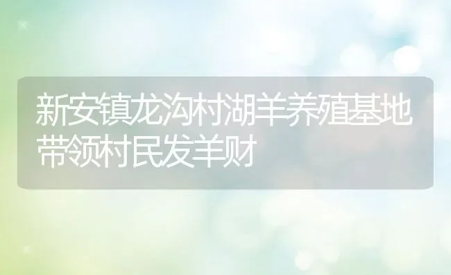 新安镇龙沟村湖羊养殖基地带领村民发羊财 | 动物养殖教程