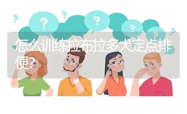 怎么训练拉布拉多犬定点排便？ | 动物养殖问答