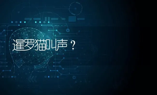 小猫的身高体重寿命？ | 动物养殖问答