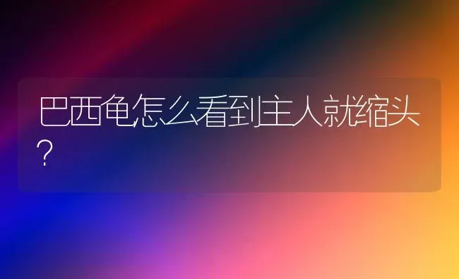 巴西龟怎么看到主人就缩头？ | 动物养殖问答