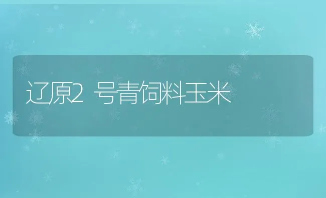 辽原2号青饲料玉米 | 动物养殖学堂