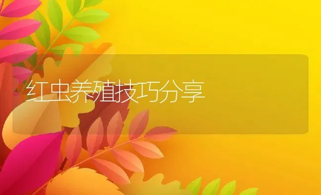 红虫养殖技巧分享 | 动物养殖教程