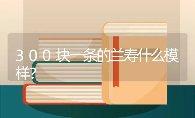 300块一条的兰寿什么模样？ | 鱼类宠物饲养