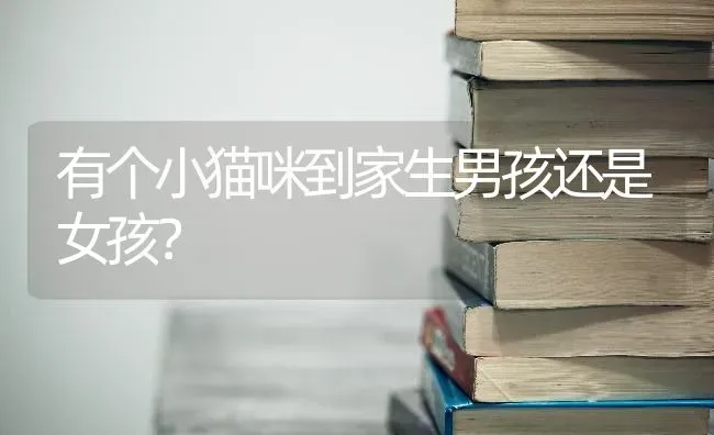 有个小猫咪到家生男孩还是女孩？ | 动物养殖问答