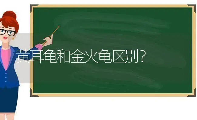 黄耳龟和金火龟区别？ | 动物养殖问答