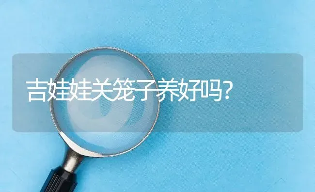 吉娃娃关笼子养好吗？ | 动物养殖问答