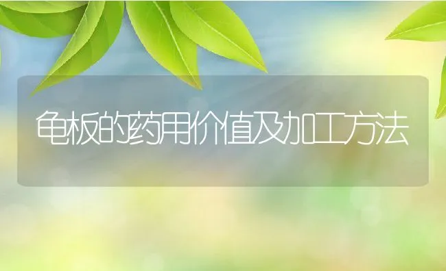 龟板的药用价值及加工方法 | 水产养殖知识