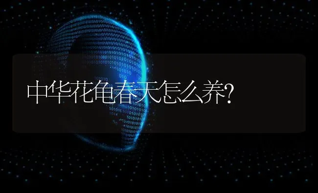 中华花龟春天怎么养？ | 动物养殖问答