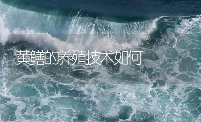 黄鳝的养殖技术如何 | 海水养殖技术