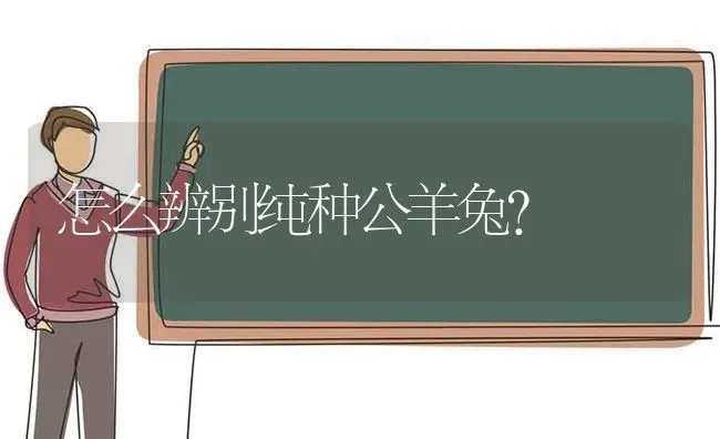 怎么辨别纯种公羊兔？ | 动物养殖问答