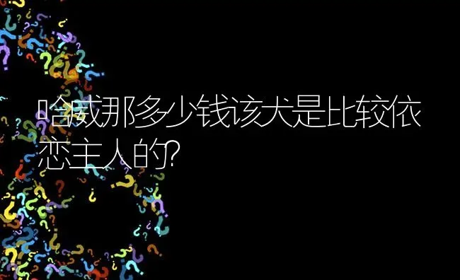 哈威那多少钱该犬是比较依恋主人的？ | 动物养殖问答