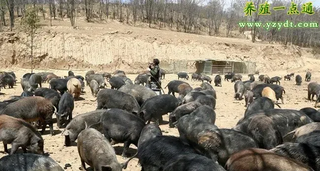 公野猪饲养管理细则